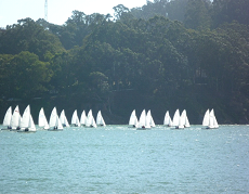 A group of small sailboats with white sails are sailing on a body of water, with a forested shoreline and trees in the background under a clear sky.
