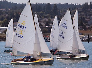 Several small sailboats with white sails are racing close together on a sunny day, with trees and buildings visible in the background across the water.