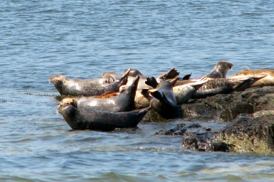 Several seals are resting on rocks at the edge of the water, basking in the sunlight, with the calm sea visible in the background.