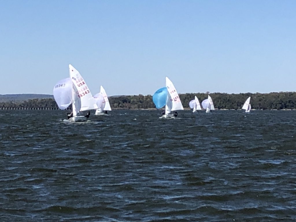 Several small sailboats with white sails and one with a blue sail race on a large body of water under a clear blue sky, with a tree-lined shoreline in the distance.